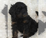 Small Photo #24 Goldendoodle Puppy For Sale in TOPEKA, KS, USA