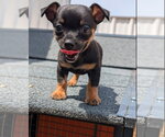 Small Photo #2 Chihuahua-Unknown Mix Puppy For Sale in Grafton, WI, USA
