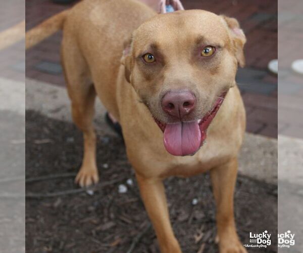 Medium Photo #6 Labrador Retriever-Unknown Mix Puppy For Sale in Washington, DC, USA