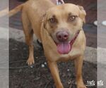 Small #5 Labrador Retriever Mix