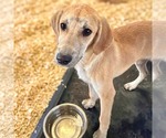 Small #1 Mutt