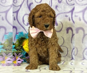 Goldendoodle Puppy for sale in LANCASTER, PA, USA