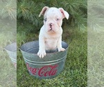 Small #2 French Bulldog