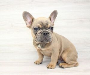 French Bulldog Puppy for sale in LAS VEGAS, NV, USA
