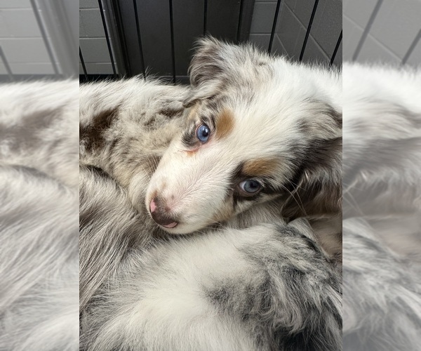 Medium Photo #28 Australian Shepherd Puppy For Sale in HYDEN, KY, USA