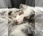 Small #27 Australian Shepherd