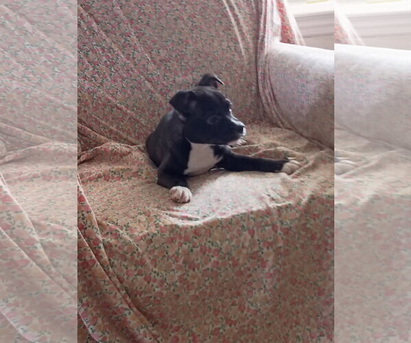 Medium Photo #10 Mutt Puppy For Sale in Holly Springs, NC, USA
