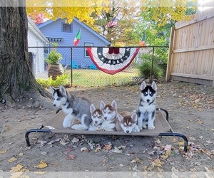 Siberian Husky Litter for sale in MINERAL RIDGE, OH, USA