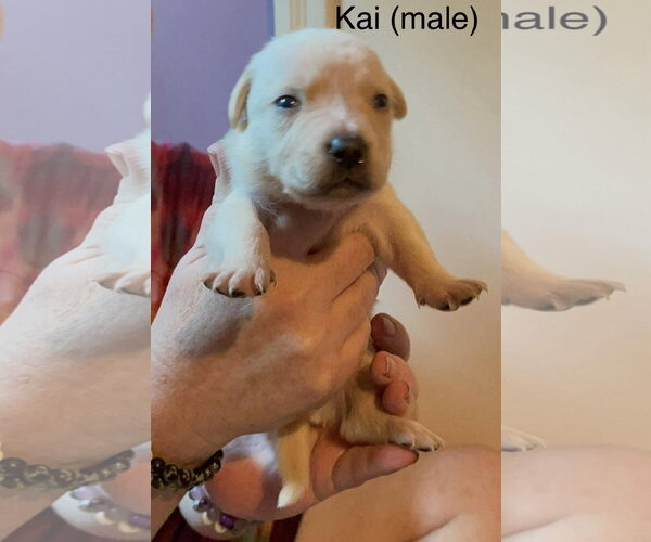 Medium Photo #21 Mutt Puppy For Sale in Derwood, MD, USA