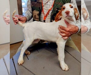 English Setter Puppy for sale in CALLAWAY, VA, USA