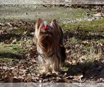 Small Photo #5 Yorkshire Terrier Puppy For Sale in CULLOWHEE, NC, USA