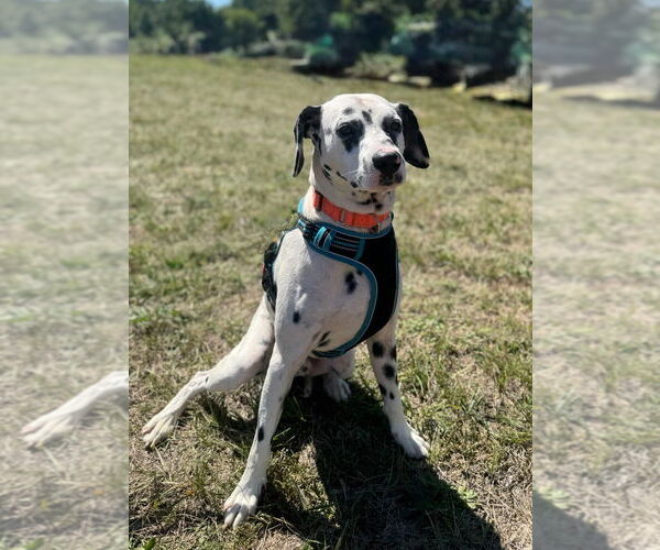 Medium Photo #8 Dalmatian Puppy For Sale in Muskegon, MI, USA