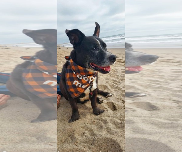 Medium Photo #3 Mutt Puppy For Sale in San Diego, CA, USA