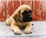 Small #6 Mastiff
