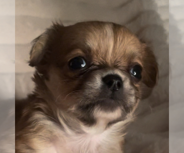 Medium Photo #2 Chihuahua Puppy For Sale in ADAMSVILLE, TN, USA