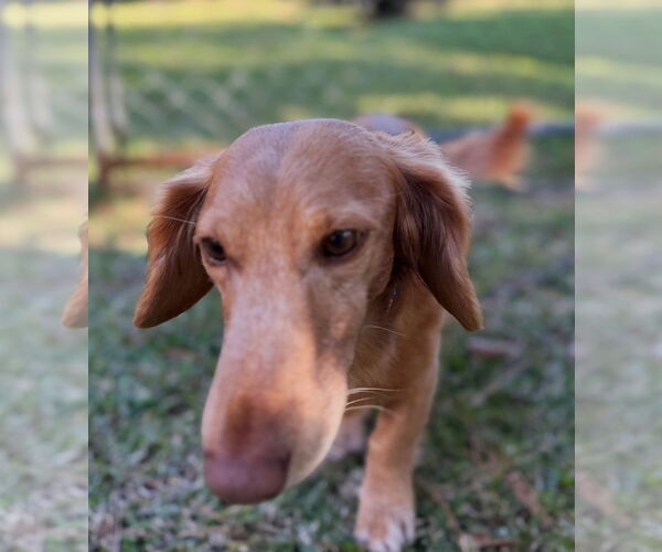 Medium Photo #6 Dachshund Puppy For Sale in Shelbyville, TN, USA