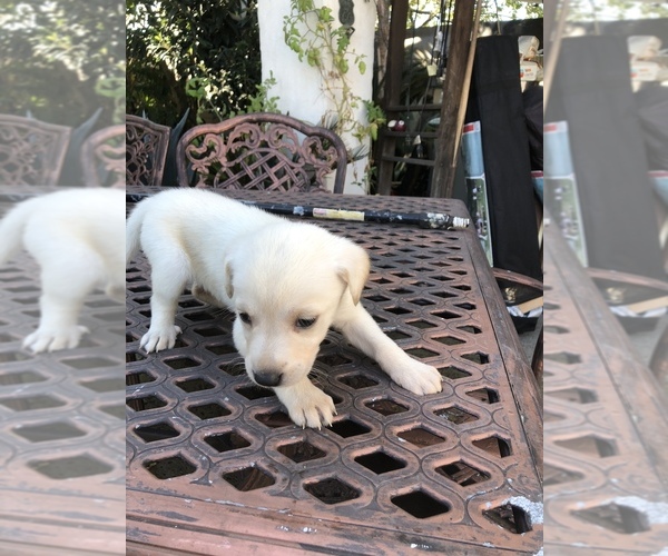 Medium Photo #2 Labrador Retriever Puppy For Sale in LA PUENTE, CA, USA