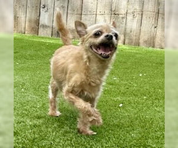 Medium Photo #2 Chi-Poo (Miniature) Puppy For Sale in Mission Viejo, CA, USA