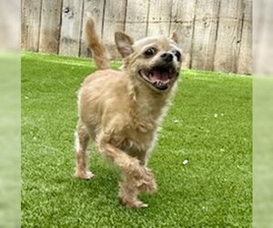 Chi-Poo (Miniature) Dogs for adoption in Mission Viejo, CA, USA