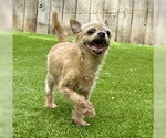 Small #1 Chi-Poo (Miniature)