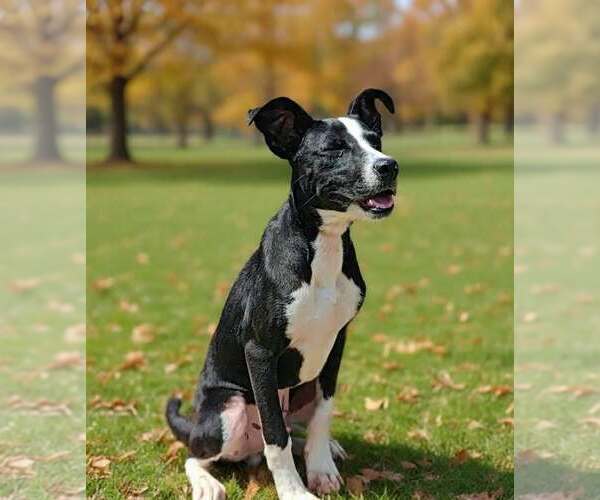 Medium Photo #5 Mutt Puppy For Sale in Talladega, AL, USA