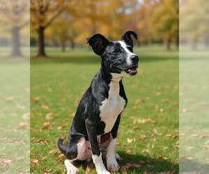 Rhett 26/661 - Male Mutt Dog for Adoption - Photo #5