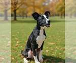Small Photo #5 Mutt Puppy For Sale in Talladega, AL, USA