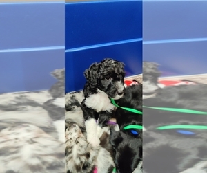 Aussiedoodle Puppy for sale in MARYVILLE, TN, USA