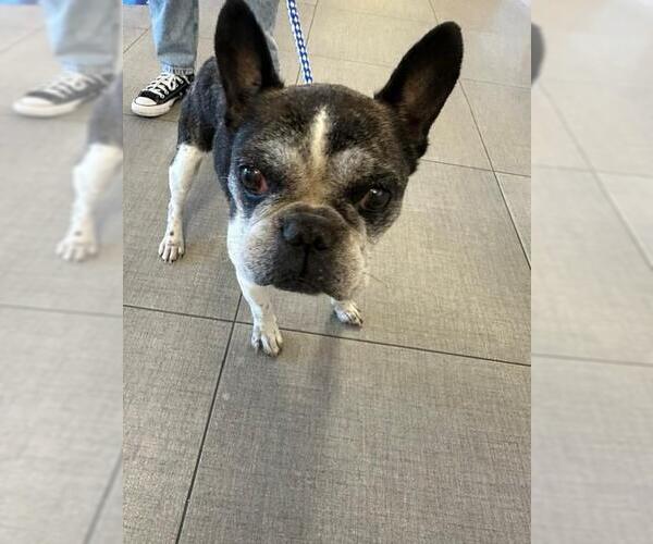 Medium Photo #1 Faux Frenchbo Bulldog Puppy For Sale in Rancho Cucamonga, CA, USA
