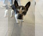 JAXON - Male Faux Frenchbo Bulldog Dog for Adoption - Small photo