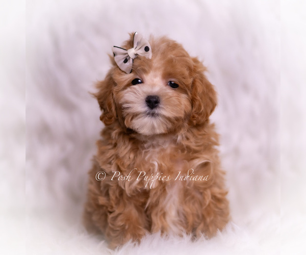 Medium Photo #88 Maltipoo (Toy) Puppy For Sale in WARSAW, IN, USA