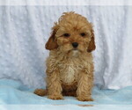 Small Photo #4 Cavapoo Puppy For Sale in SHILOH, OH, USA