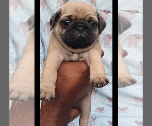 Pug Puppy for sale in ALBANY, NY, USA