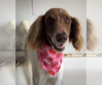 Small #2 Colonial Cocker Spaniel-Poodle (Standard) Mix