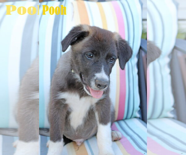 Medium Photo #2 Collie-Labrador Retriever Mix Puppy For Sale in Wakefield, RI, USA