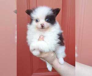 Pomeranian Puppy for sale in COTTAGEVILLE, SC, USA