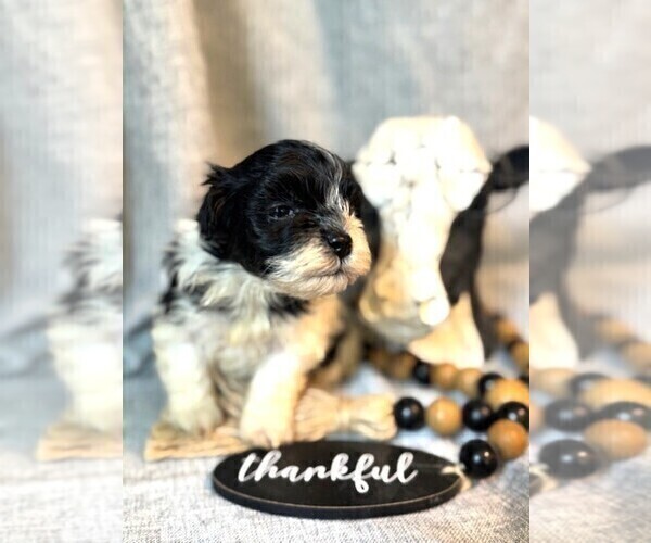 Medium Photo #6 Havanese Puppy For Sale in GREEN SEA, SC, USA