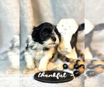 Small #5 Havanese