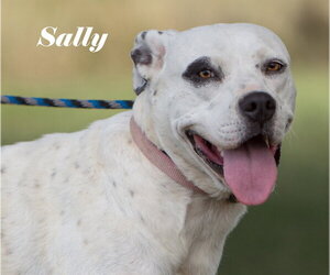 American Bulldog-Unknown Mix Dogs for adoption in Stover, MO, USA