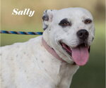 Small American Bulldog Mix