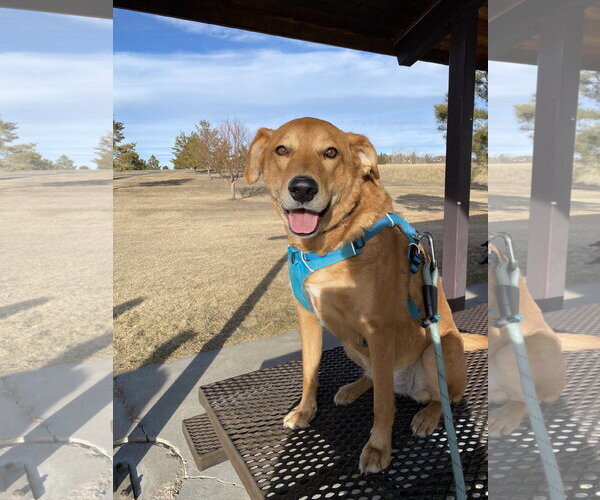 Medium Photo #1 Mutt Puppy For Sale in Fort Collins, CO, USA