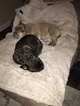 Small Photo #1 French Bulldog Puppy For Sale in TEMPLETON, CA, USA