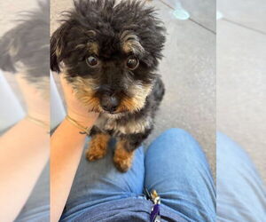 Poovanese Dogs for adoption in Redwood City, CA, USA