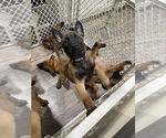 Small Photo #116 Belgian Malinois Puppy For Sale in REESEVILLE, WI, USA