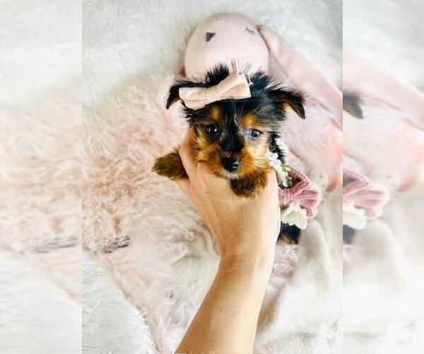 Medium Photo #13 Yorkshire Terrier Puppy For Sale in MIAMI, FL, USA