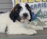 Small Photo #2 Saint Berdoodle Puppy For Sale in LEWISBURG, KY, USA