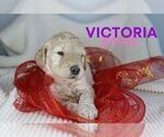 Small Photo #3 Goldendoodle Puppy For Sale in NORTH LIBERTY, IN, USA