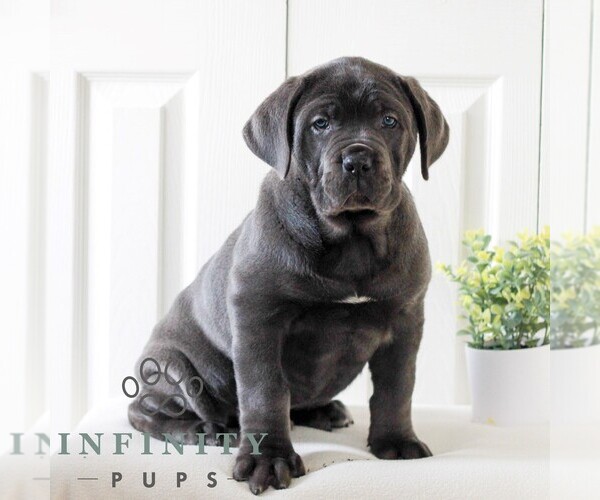 Medium Photo #1 Cane Corso Puppy For Sale in LANCASTER, PA, USA