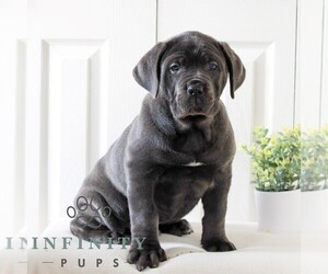 Cane Corso Puppy for sale in LANCASTER, PA, USA