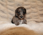 Small #21 Australian Retriever
